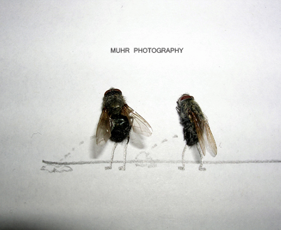 Illustration for article titled The Dead Fly Artwork Of Magnus Muhr